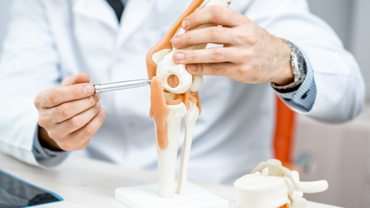 Zbliżenie na model stawu kolanowego, pokazywanego przez ortopedę.