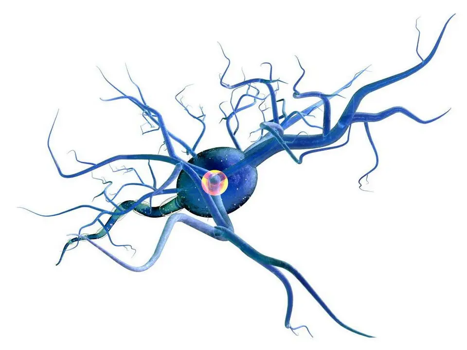 Neuron