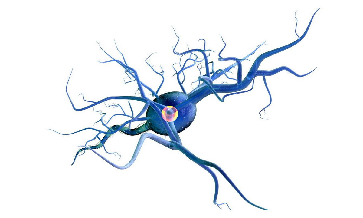 Neuron